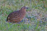 Brown Quail